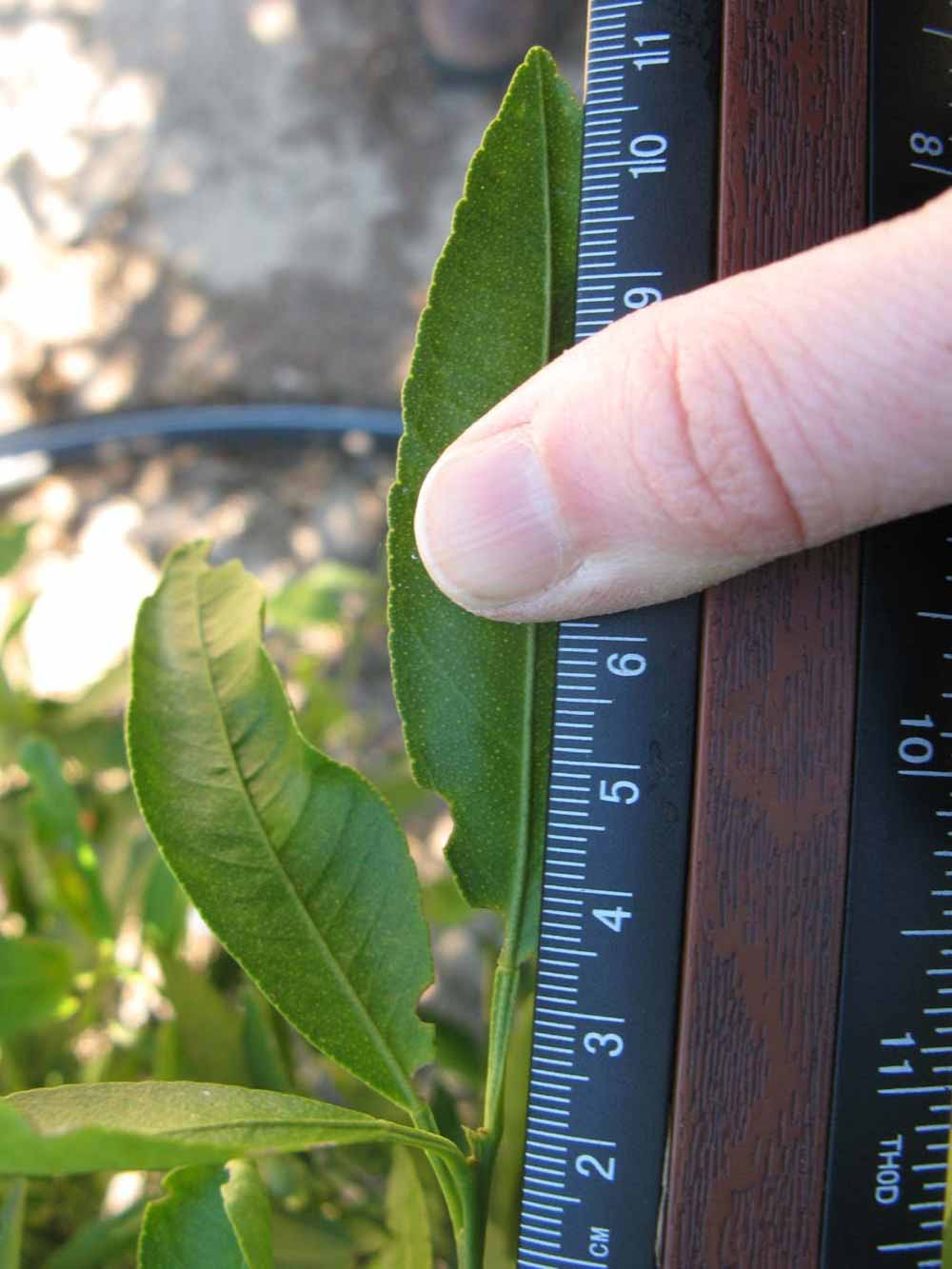              Unifoliolate leaf (Winter Haven, FL)       